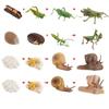 Kids Cognitive Snail Growth Cycle Cycle Mantis Figurine Praying Mantis Toy Life Cycle Figures