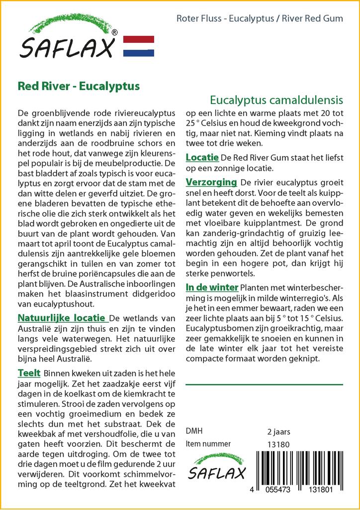 SAFLAX River Red Gum - 200 семян - Eucalyptus camaldulensis