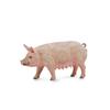 CollectA Pig Figure (Medium) (Sow)