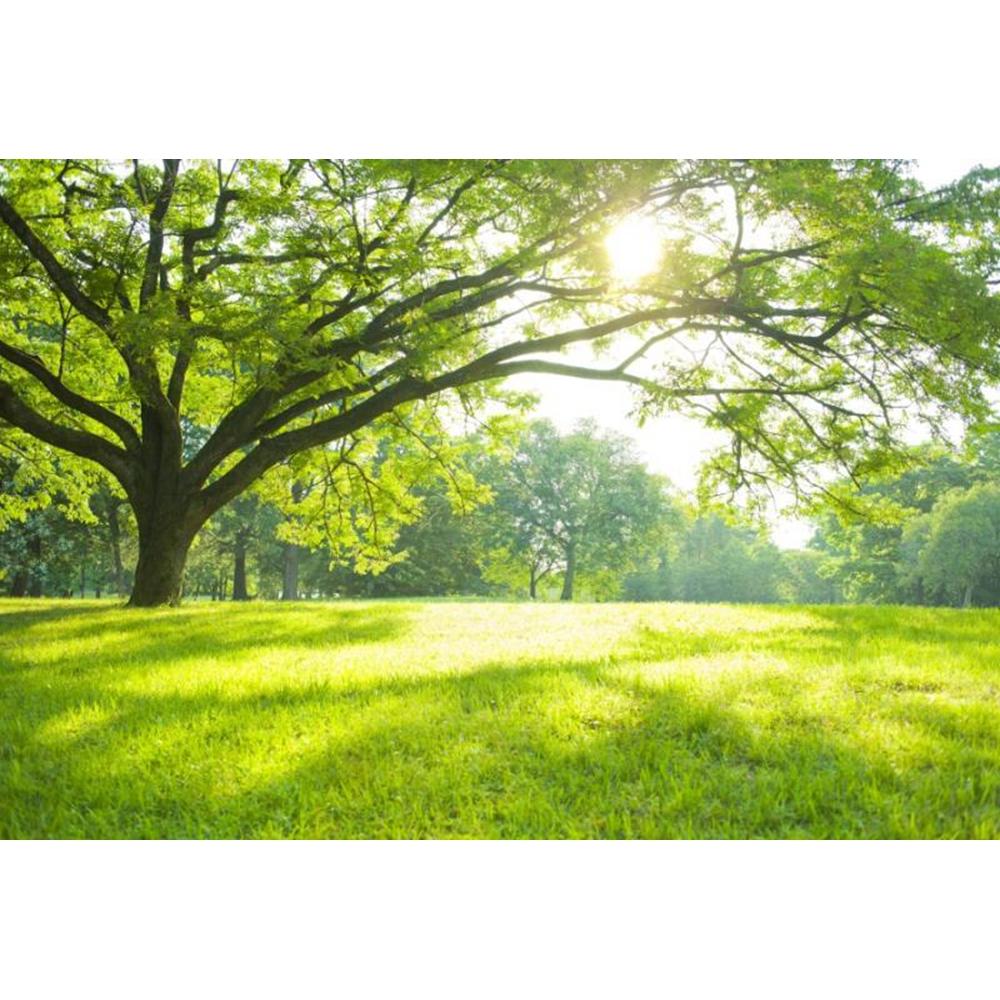 Spring Forest Backdrop Tropical Jungle Rainforest Backdrops for Photography Camping Adventure Birthday Background Photo Studio