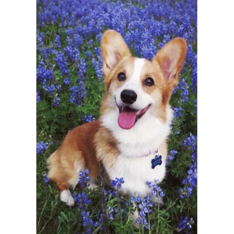 5D DIY алмазная живопись животное собака набор для вышивки крестом полная Алмазная вышивка горный хрусталь подарок украшение дома мозаика художественная картина