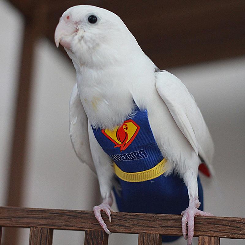Parrot Diaper Cute Bird Physiological Diaper Cockatiel Pigeons Small Medium Large Pet Birds Flight Suit Clothes Nappy Washable