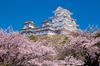 Yanoman [Made In Japan] 1000-Piece Jigsaw Puzzle: Japanese Landscape with a Thousand Cherry Blossoms and Himeji Castle (Hyogo Prefecture) (50x75cm)