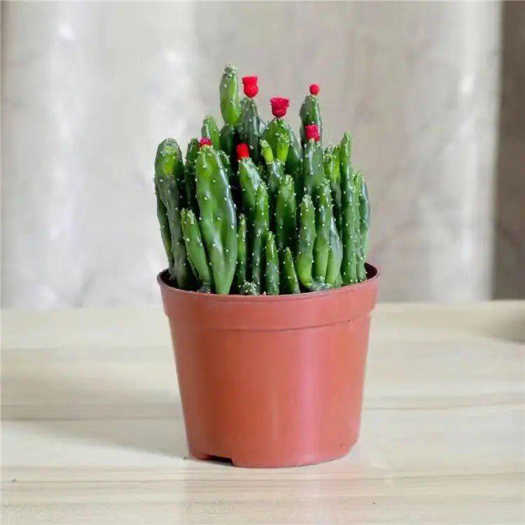 Easy-Care Succulent Arrangement: Wealth-Attracting Mountain Cacti & Flowers for Office or Living Room Décor