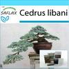 Gift Set - Bonsai - Lebanon Cedar - 20 Seeds - With Gift Box, Card, Label and Potting Substrate - Cedrus Libani