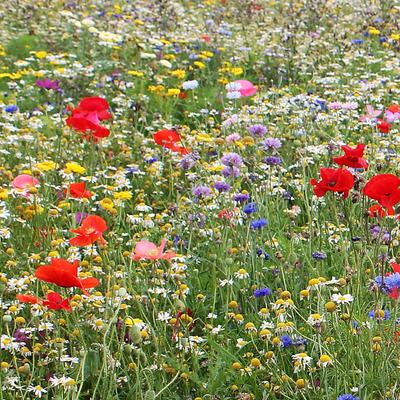 Экспресс-цветочная смесь Łączka 500 г, семена быстрого роста цветов, смесь цветов