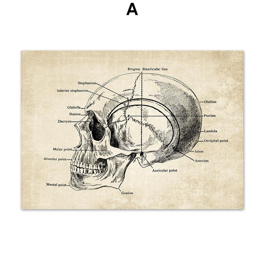 Постеры на скандинавскую тему и принты, настенная живопись на холсте, Анатомия, скелет, винтажные настенные панно для больницы, доктора, офисного декора