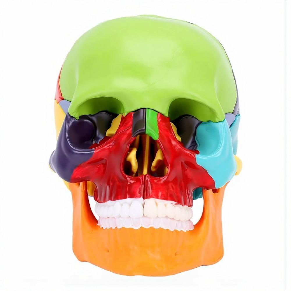 15 Parts Anatomy Skull Model Half Size Teaching Skull Model Human Skull Model Educational Study