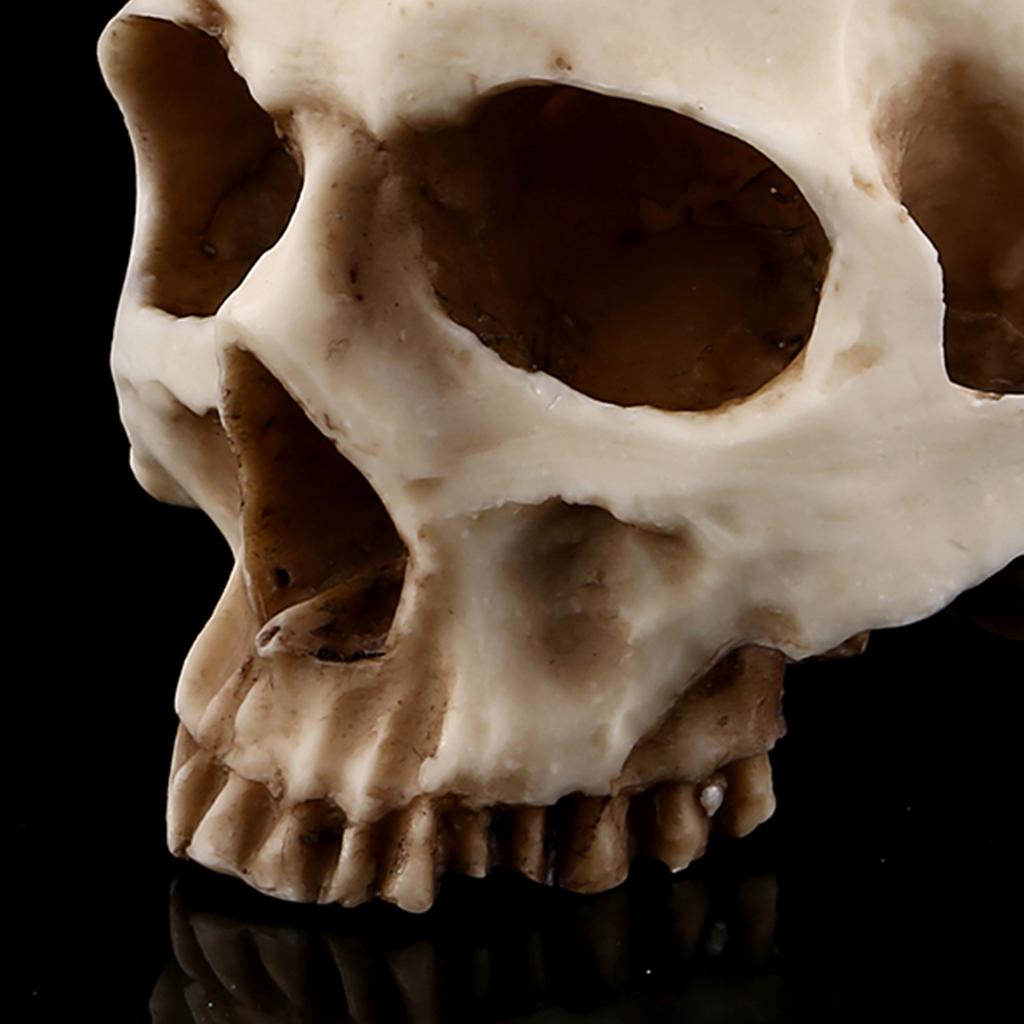 1 шт. Кашпо-контейнер для цветов с дизайном головы черепа из смолы, декорация