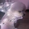 For Small Medium Dog Clothes Glowing Cat Accessories Cute Pet Back Decoration