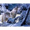 5D Diamond Painting Snow Wolf Cross Stitch Diamond Embroidery Animal Picture Of Rhinestones Mosaic Decoration Home 30x40cm/12x16inch