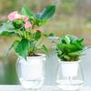 Useful Container Transparent Convenient Self Watering Flowerpot Water