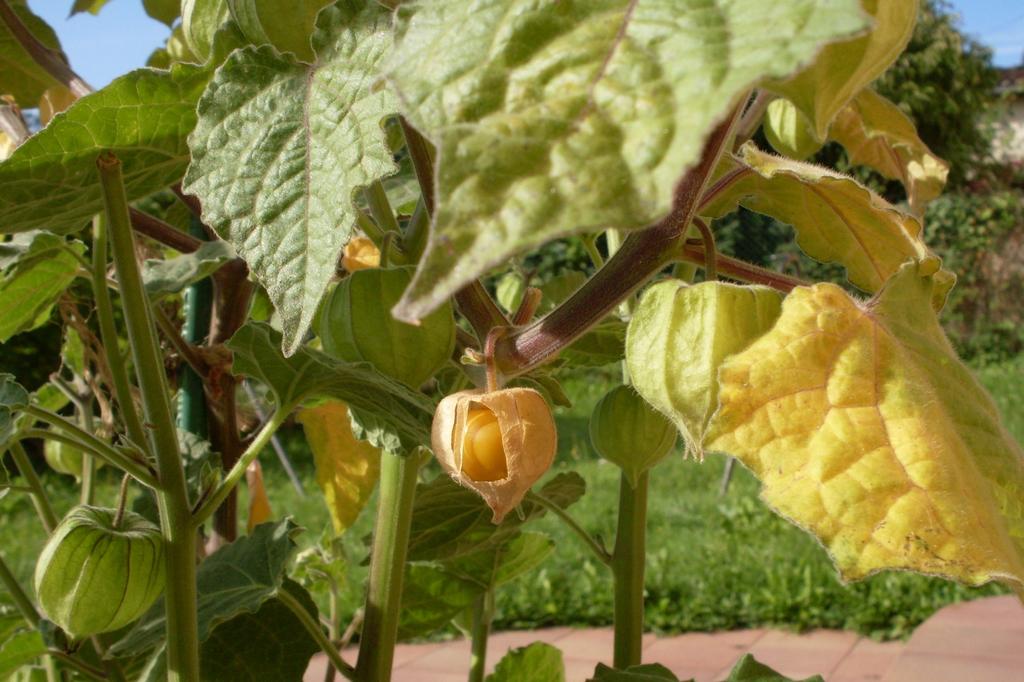 SAFLAX Капский крыжовник / Перуанская вишня - 100 семян - Physalis peruviana