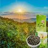 HelloYoung Jin Xuan Milk Oolong Tea Taiwan Alishan High Mountain Milk-scented Wulong Tea Gaoshan Cha Strong Aroma Resistant To Brewing