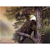 Полный 5D Diy Алмазная картина Орел Дерево Алмазная вышивка Крест Стежок Главная Декор Ручной подарок