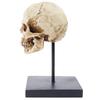 Life Size Human Rein Skull Statue 1:1 Replica Realistic Human Adult Skull Head Bone Model for Home Decor & Halloween Decoration