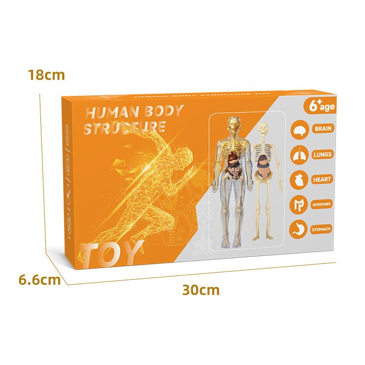 3D Mannequin Diy Human Skeleton Body Torso Model Educational Assembly Learning Kids Toys Anatomy Organ Structure Teaching Tool