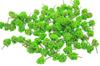 Speed Mao N Gauge Railway Diorama Forest Trees Mini Tree Model Set of 100 4.5cm