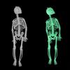 Hot Tricky Glow Skull Skeleton Haunted House Halloween Decoration Supplies Luminous Skeleton DIY Toy