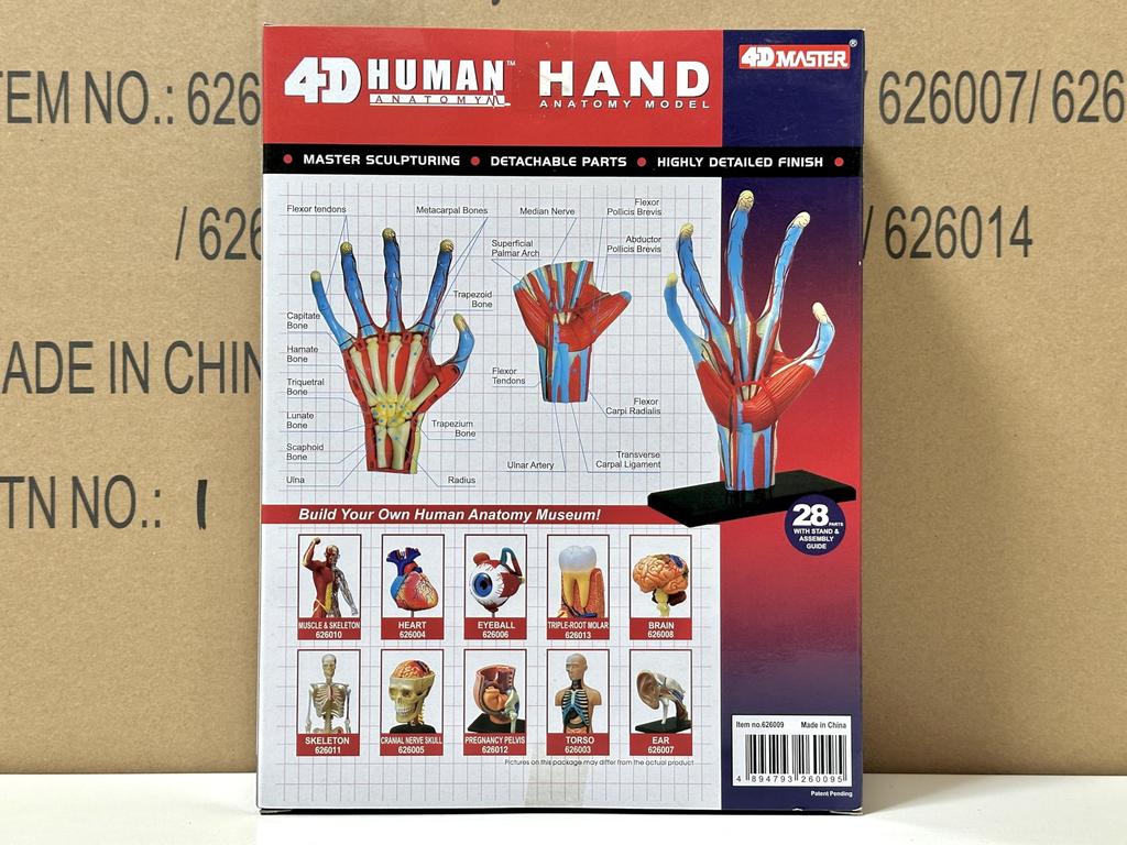 4D Human Anatomy Model Hand Puzzle 626009 by Fame Master, a 4D Master Educational STEM Toy.