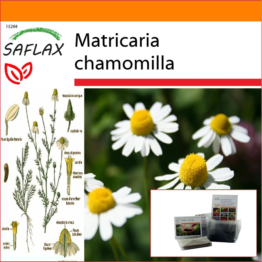 SAFLAX Garden in the Bag - Mayweed - 300 семян - С субстратом в подходящем стоячем пакете - Matricaria chamomilla