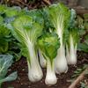 300 Chinese Cabbage Pak Choi Seeds - Semi-Wild Permaculture
