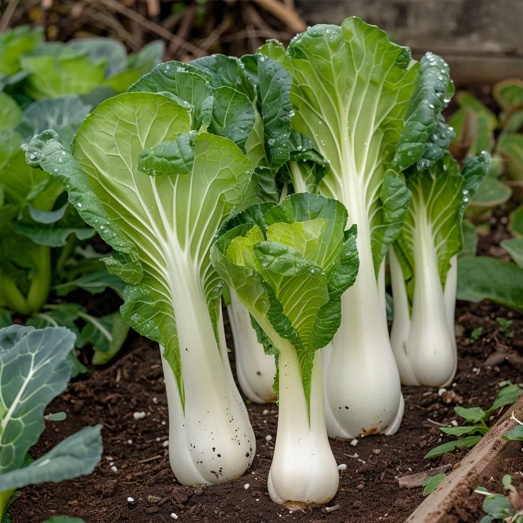 300 Chinese Cabbage Pak Choi Seeds - Semi-Wild Permaculture