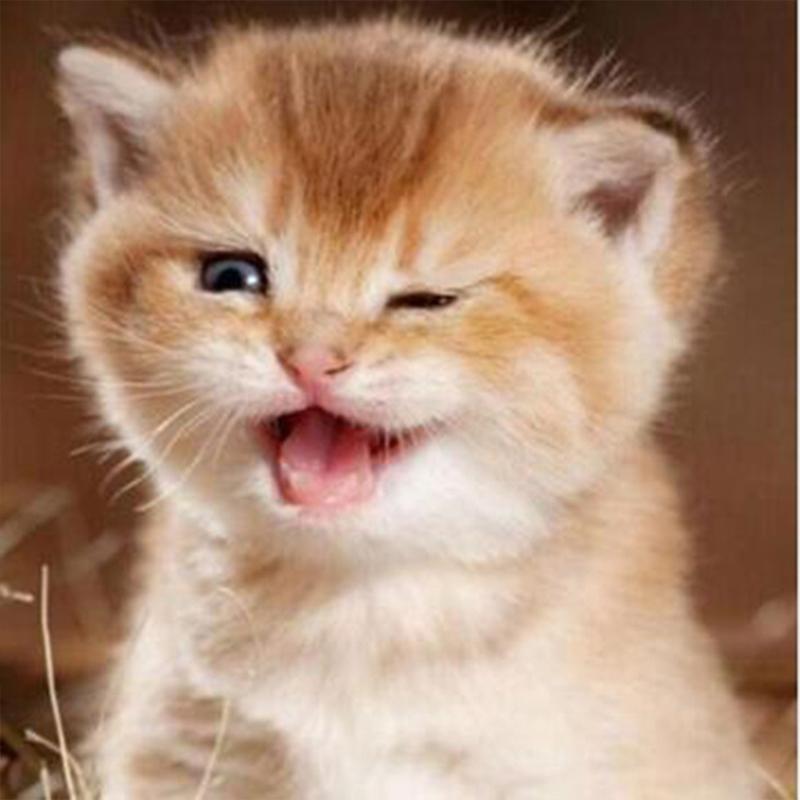 Полная дрель круглая/квадратная алмазная живопись кошка 5D DIY Алмазная вышивка животное мозаика вышивка крестиком настенное искусство подарок ручной работы