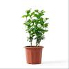 Changbaosen Tiger Head Jasmine Potted Plant