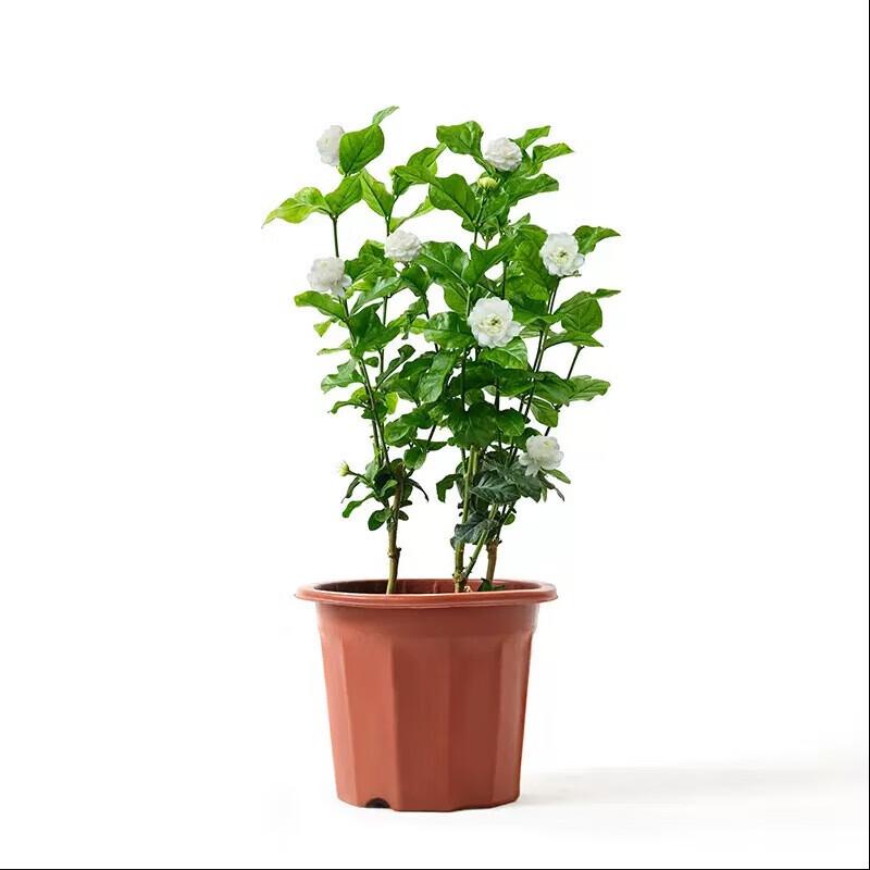 Changbaosen Tiger Head Jasmine Potted Plant
