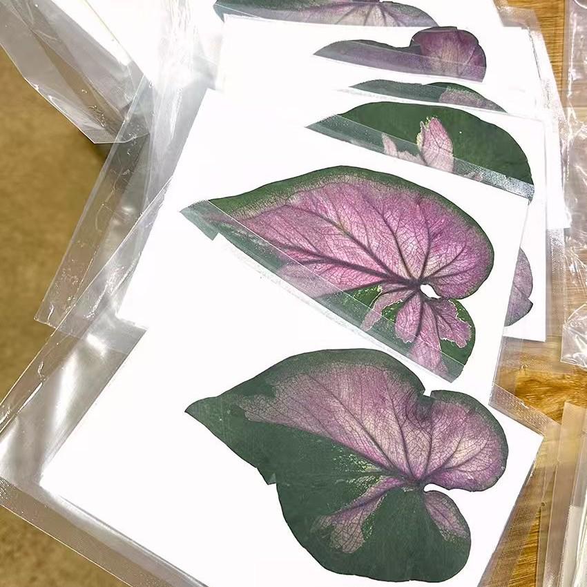 Colored Leaf Caladium Embossing: Rare Pressed Flower Specimen for Teaching & Photo Frames
