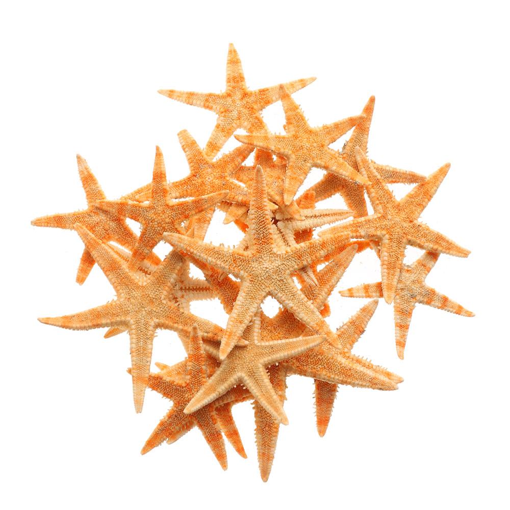 Вечерние свадебные украшения, смешанные морские звезды-натуральные аксессуары ручной работы, океанский декор, ракушки, морские звезды