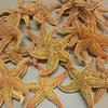 Yousheng 2Pcs Natural Dried Starfish Sea Star Beach Craft Wedding Party Home Decoration