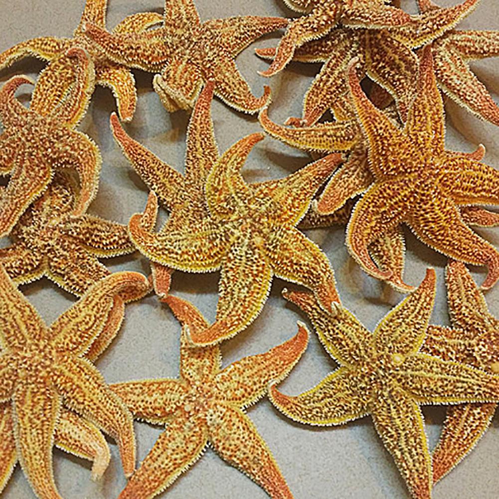 Yousheng 2Pcs Natural Dried Starfish Sea Star Beach Craft Wedding Party Home Decoration