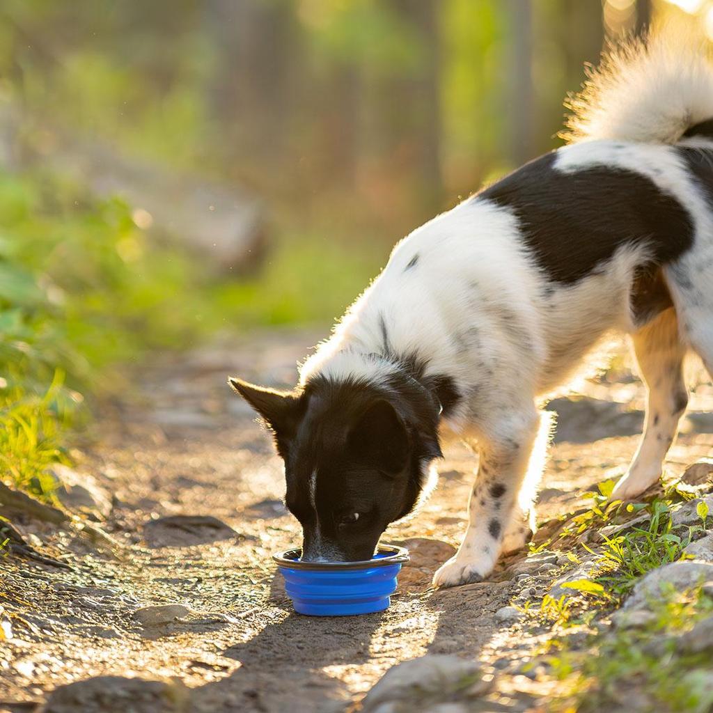 Folding Bowl for Dog 300ml Silicone Blue, for Walking and Travel