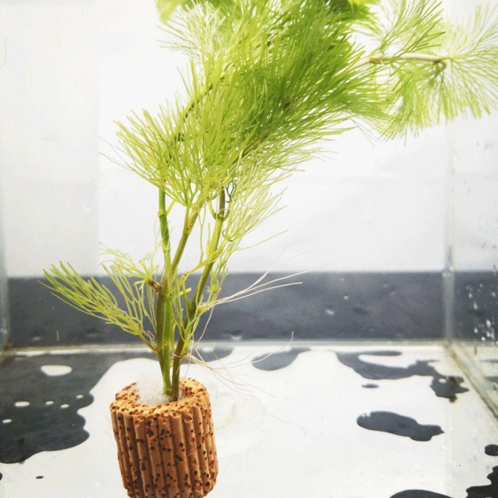 10pcs/set Decorative Aquatic Planting Ring Pottery Pottery Gravity Ring Aquarium