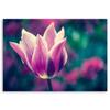 Canvas Print, Open Tulip