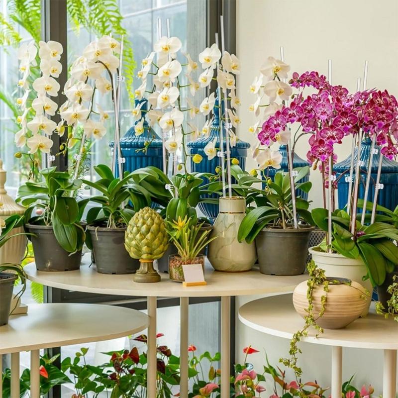30Pieces Orchids Support Stem Plant Stakes Encourage Vertical Growth Stable And Flexible Support For Indoor Outdoor Use