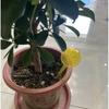 Automatic Flower Watering Globe – Ideal for Travel and Home Use. Contact Customer Service for Color Options.