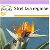 Райская птица - 5 семян - Strelitzia reginae