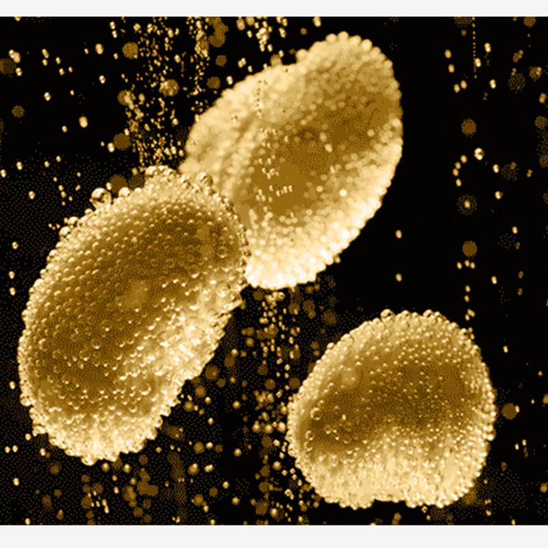 Эссенция семян лосося, увлажняющая омолаживающая кожу эссенция, оригинальное решение, осветляющая тон кожи, эссенция для лица