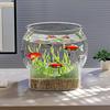 Resistant Falling Desktop Aquarium Clear Ornamental Fish Decor 2025 Fish Tank