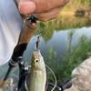 10Pcs/Box Laser Double Winged Fly Fishing Flies Realistic Artificial Bionic Insect Lure for Bass Trout Carp - Fly Fishing Bait