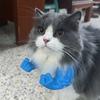 Костюм кошачьей мышцы руки, 3D-принт, кошачья шея и рука с мышцами, аксессуары для костюма супергероя на Хэллоуин