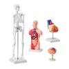 Human Anatomy Models Bundle Set, Brain, Human Torso Body, Heart, Skeleton Model Set of 4, Hands-on 3D Model Study Tools Teaching Models for Physiology