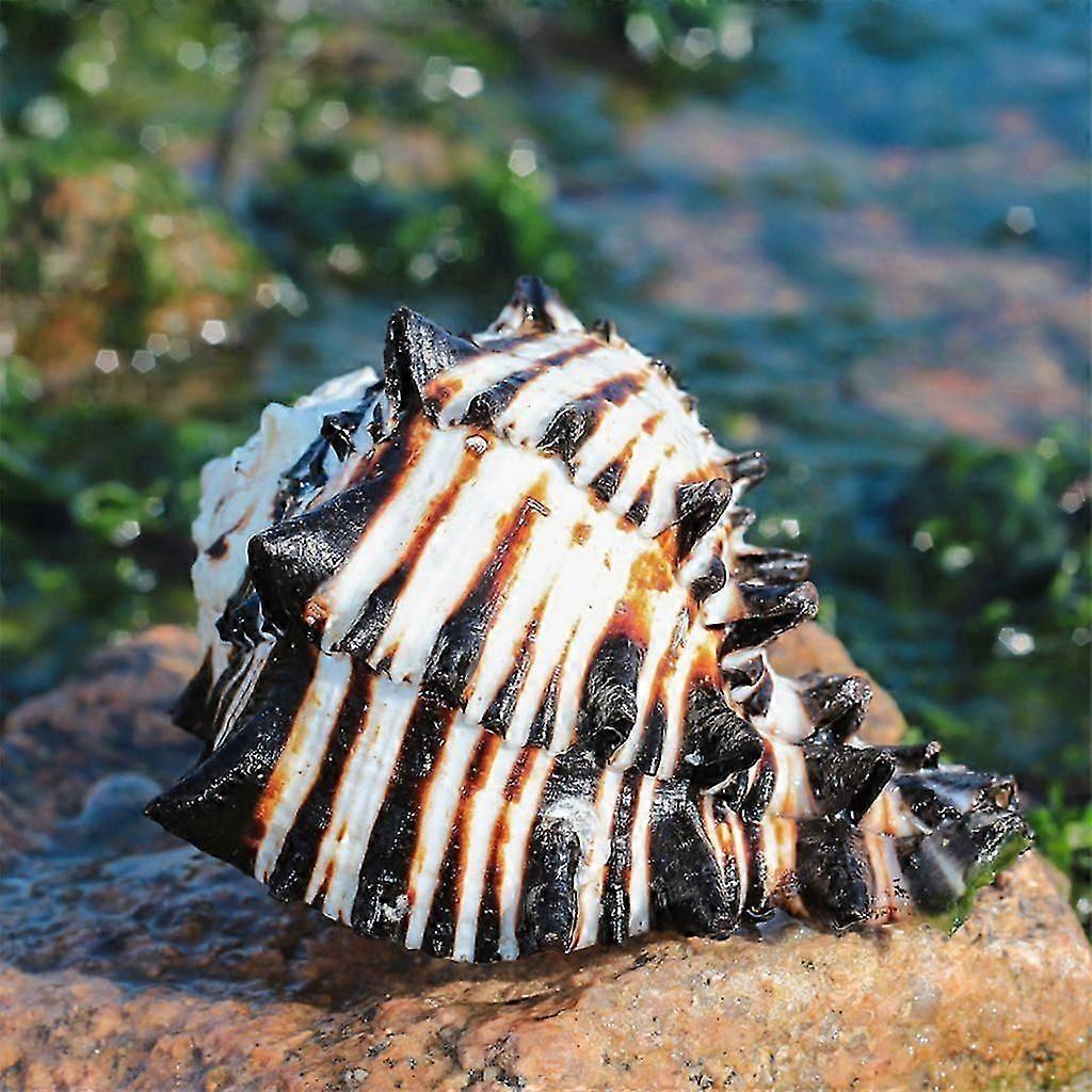 Ocean Conch Large Natural Sea Shells for DIY Crafts Seashell Collectors