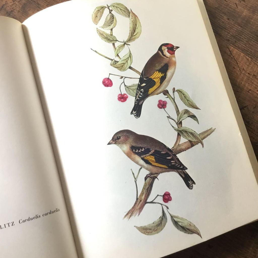 [Б/У] Иностранные книги, немецкие определители птиц, старые книги, винтажные книги