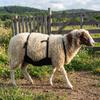 Adjustable Strap Livestock Anti Breeding Apron Breathable Anti Mating Apron  For Goats Sheep