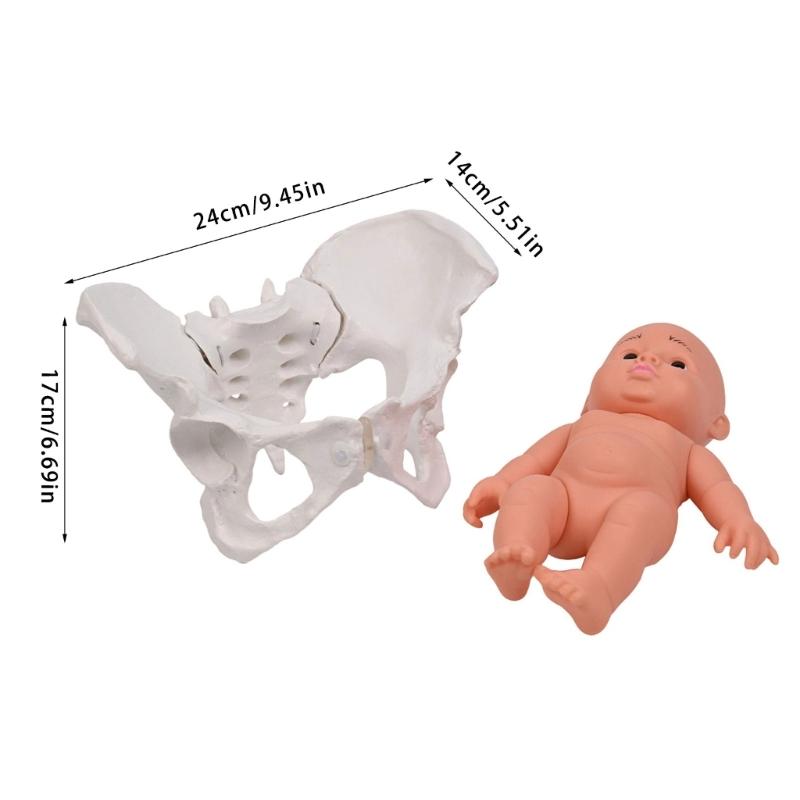 Модель женского таза человека с моделью скелета женского таза ребенка, акушерское учебное пособие для научного образования