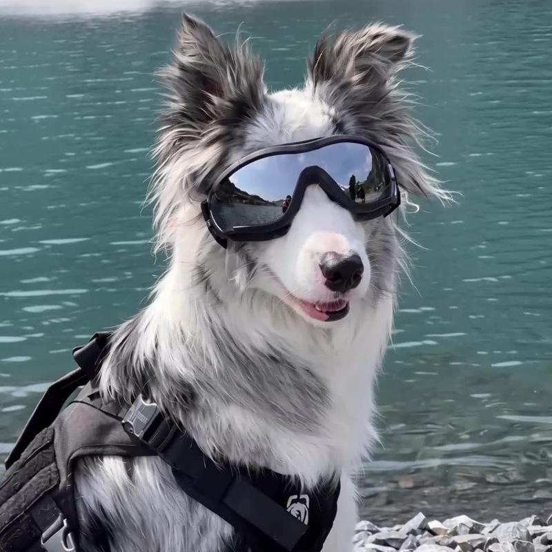 Pet goggles, dog sunglasses, small, medium, and large sizes, for cycling, windproof, and outdoor use, pet sunglasses, Border Collie goggles